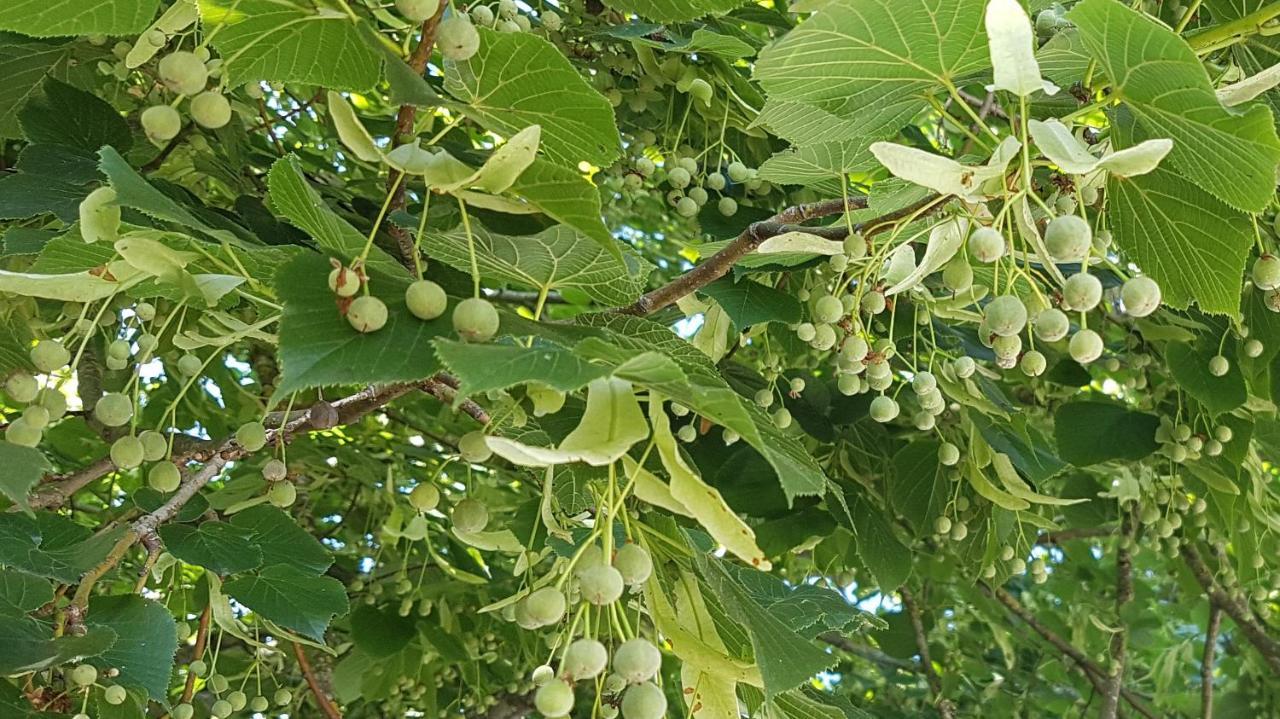 Les 7 Tilleuls - Gite Mesland Εξωτερικό φωτογραφία
